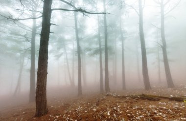 Sihirli sisli orman. Güzel doğal manzaralar..