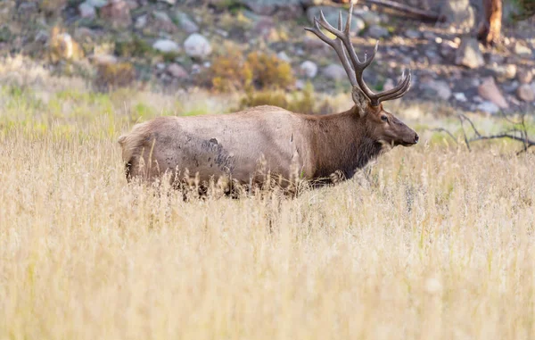 山秋の森 コロラド州米国でヘラジカの雄牛 — ストック写真