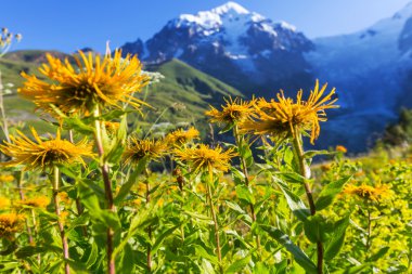 Dağlarda çiçekler