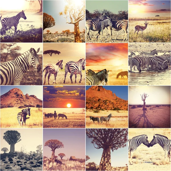 Safári africano — Fotografia de Stock