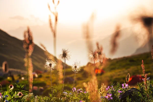 Dağ çayır — Stok fotoğraf