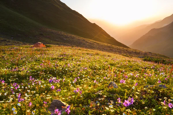 Flowers in mountains — Stock Photo, Image