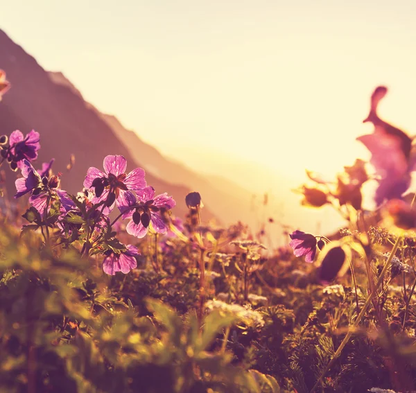 Prati di montagna — Foto Stock