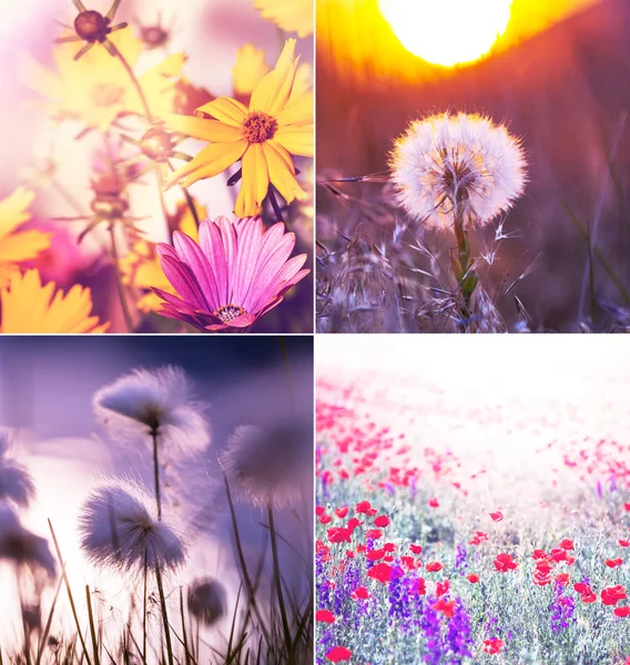 Collage de flores — Foto de Stock