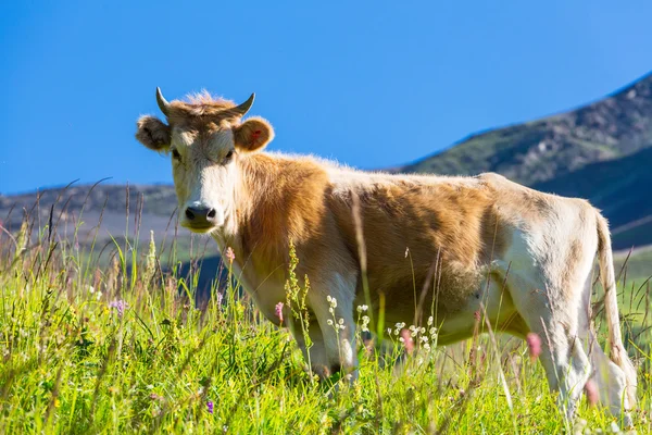 Ko på ängen — Stockfoto