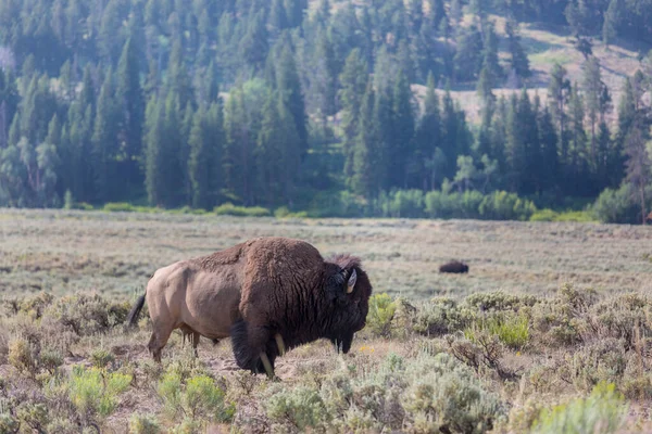 Bisonte Salvaje Parque Nacional Yellowstone Estados Unidos —  Fotos de Stock