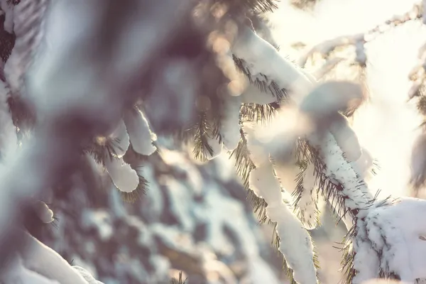 Floresta Coberta Neve Pitoresca Inverno — Fotografia de Stock