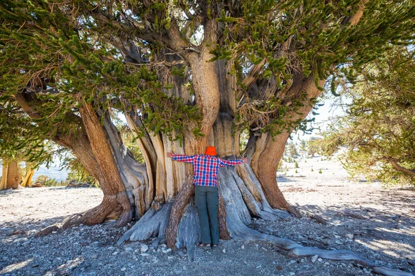 Antike Borstlecone Pine Tree Mit Den Verdrehten Und Knorrigen Merkmalen — Stockfoto