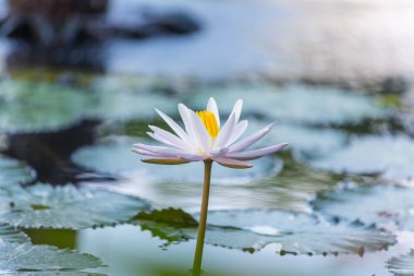 Lotus çiçeği.