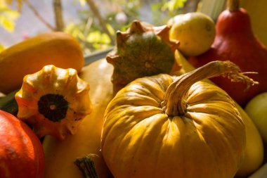 Sonbahar mevsiminde renkli balkabakları.