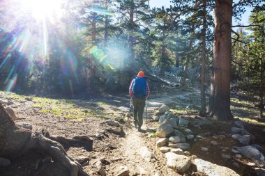 Ormandaki patikada yürüyüş yapan bir adam. Doğa yürüyüşü açık havada.