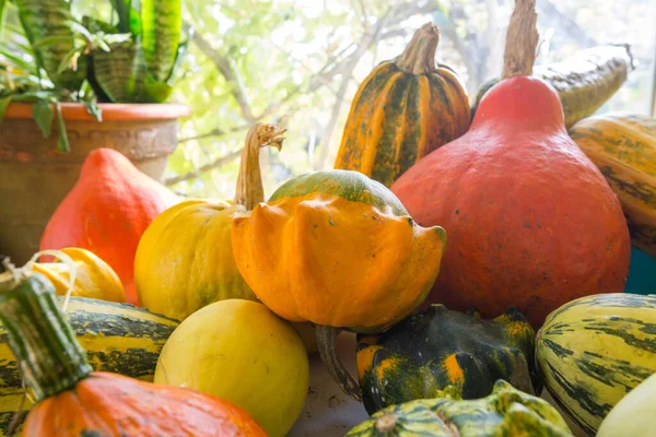 Calabazas Coloridas Temporada Otoño —  Fotos de Stock