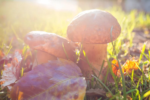 秋の森の中の食用キノコ — ストック写真