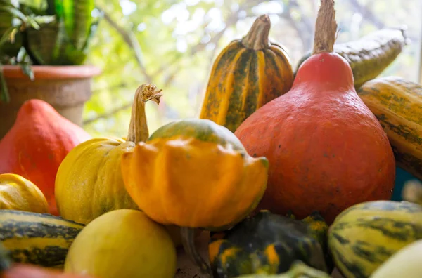 Zucche Colorate Nella Stagione Autunnale — Foto Stock