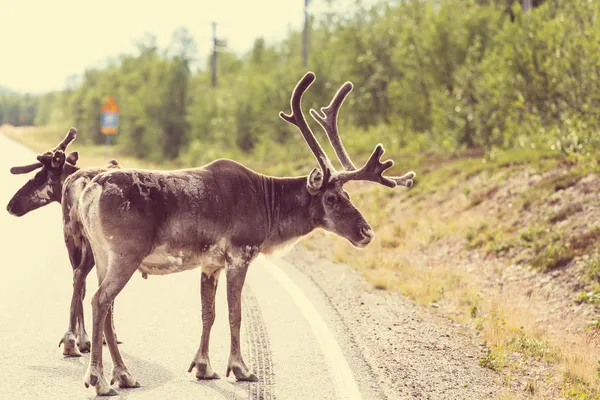 Raindeers na estrada — Fotografia de Stock