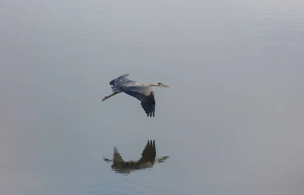 Gri Heron Ardea Cinerea Everglades Ulusal Parkı Florida — Stok fotoğraf