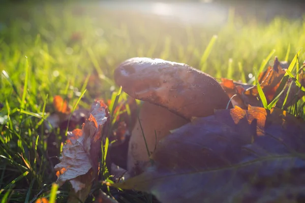 Eetbare Paddenstoelen Een Herfstbos — Stockfoto