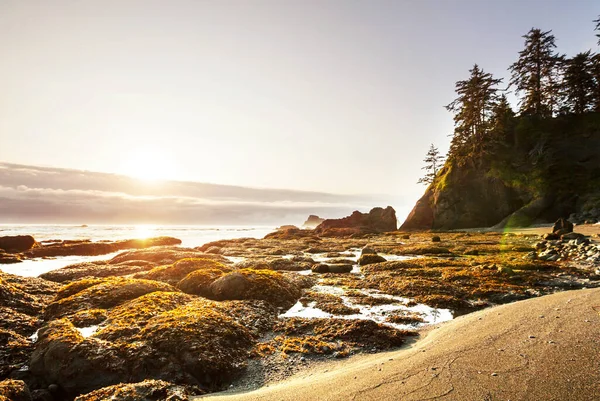 Coasta Pitorească Riguroasă Pacificului Parcul Național Olimpic Washington Sua Stânci — Fotografie, imagine de stoc