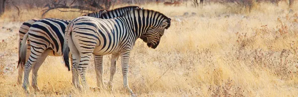 非洲平原斑马在干旱的褐色草原上吃草和吃草 非洲狩猎背景 — 图库照片