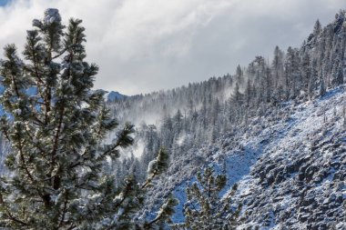 Kış mevsiminde karla kaplı orman manzarası. Noel arkaplanı için iyi.