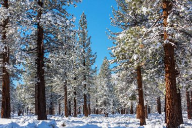 Kış mevsiminde karla kaplı orman manzarası. Noel arkaplanı için iyi.