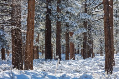Kış mevsiminde karla kaplı orman manzarası. Noel arkaplanı için iyi.