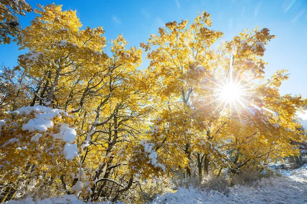 Hermosos Álamos Con Hojas Amarillas Finales Del Otoño Principios Del — Foto de Stock