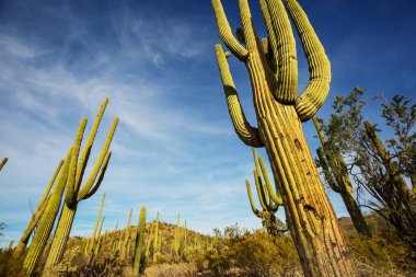 Büyük Saguaro kaktüsü bir dağda, Arizona, ABD