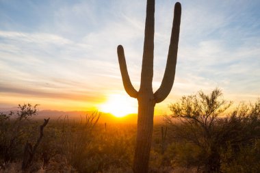 Büyük Saguaro kaktüsü bir dağda, Arizona, ABD