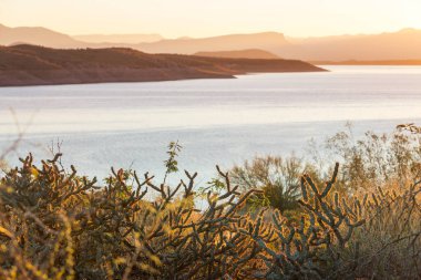 Büyük Saguaro kaktüsü bir dağda, Arizona, ABD