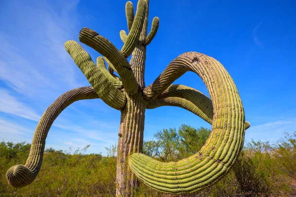 Μεγάλος Κάκτος Saguaro Ένα Βουνό Αριζόνα Ηπα — Φωτογραφία Αρχείου