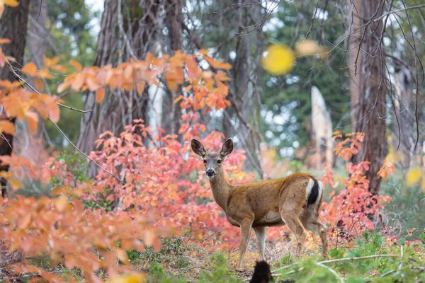 Rehe Schönen Herbstwald Wildszene — Stockfoto