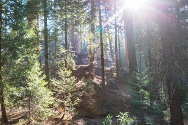 Yeşil ormanda güneşli bir günde ışıldar