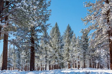 Kış mevsiminde karla kaplı orman manzarası. Noel arkaplanı için iyi.