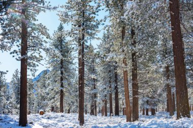 Kış mevsiminde karla kaplı orman manzarası. Noel arkaplanı için iyi.