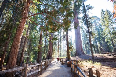 Yaz mevsiminde Sequoias Ormanı