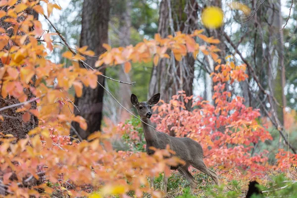 Rehe Schönen Herbstwald Wildszene — Stockfoto