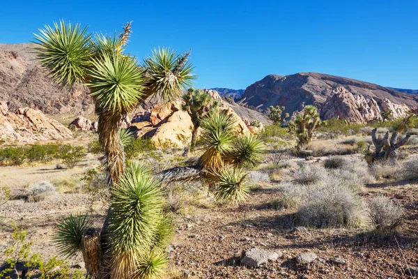 Arizona çölündeki Joshua Tree yolu boyunca. Seyahat arkaplanı.