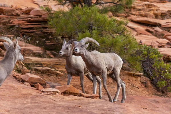 Chèvre Montagne Sauvage Dans Les Montagnes Cascades — Photo