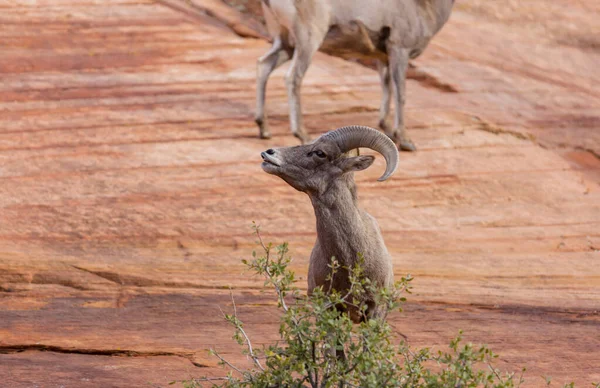 Chèvre Montagne Sauvage Dans Les Montagnes Cascades — Photo