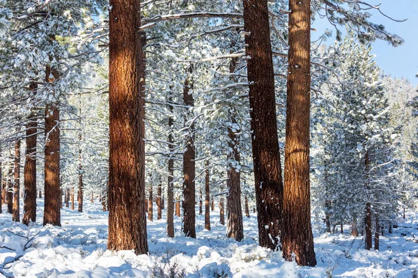 冬の季節には雪に覆われた森 クリスマスの背景に良い — ストック写真