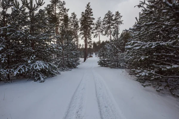 Foresta Innevata Panoramica Nella Stagione Invernale Buono Sfondo Natale — Foto Stock