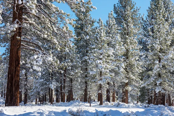 冬の季節には雪に覆われた森 クリスマスの背景に良い — ストック写真