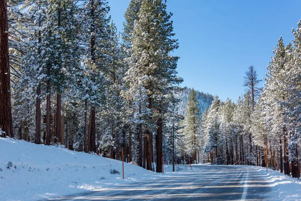 Bosque Cubierto Nieve Escénica Temporada Invierno Bueno Para Fondo Navidad — Foto de Stock