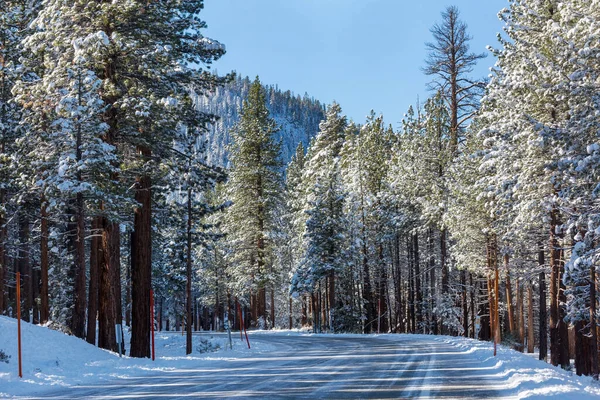Camino Invierno Bosque Cubierto Nieve — Foto de Stock