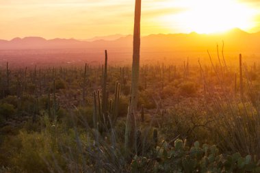 Büyük Saguaro kaktüsü bir dağda, Arizona, ABD