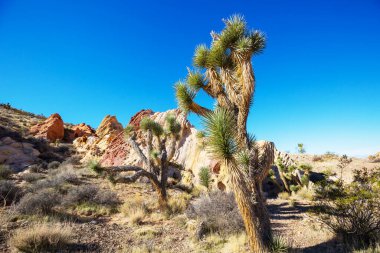 Arizona çölündeki Joshua Tree yolu boyunca. Seyahat arkaplanı.