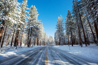Kış mevsiminde karla kaplı orman manzarası. Noel arkaplanı için iyi.