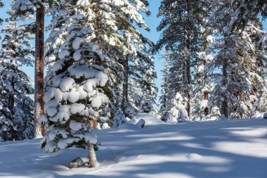 Kış mevsiminde karla kaplı orman manzarası. Noel arkaplanı için iyi.