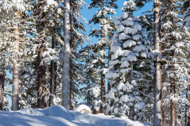 Kış mevsiminde karla kaplı orman manzarası. Noel arkaplanı için iyi.
